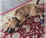 Small #3 German Shepherd Dog Mix