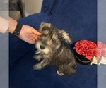 Small #33 Schnauzer (Miniature)