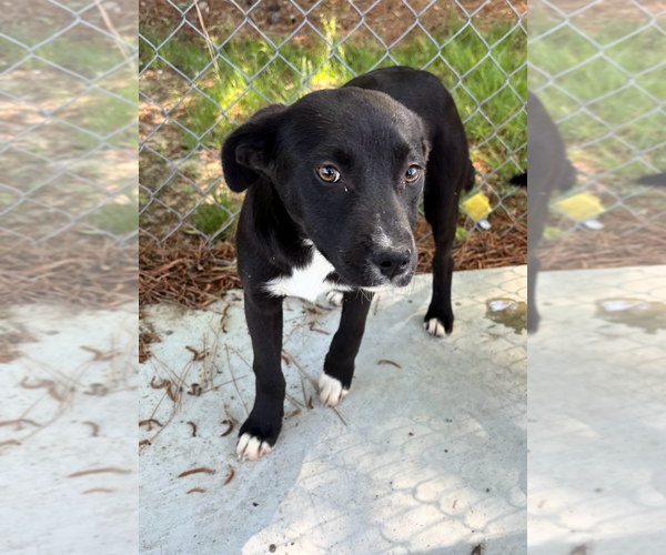 Medium Photo #16 Labrador Retriever-Unknown Mix Puppy For Sale in Oakhurst, NJ, USA