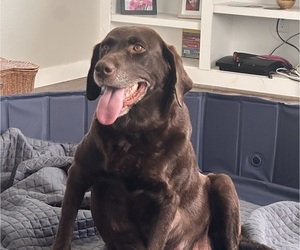 Mother of the Labrador Retriever puppies born on 08/30/2025