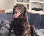 Small Photo #1 Labrador Retriever Puppy For Sale in VANCOUVER, WA, USA