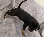 Small Photo #24 Bernedoodle-French Bulldog Mix Puppy For Sale in EL DORADO HILLS, CA, USA