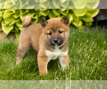 Small Photo #19 Shiba Inu Puppy For Sale in MILLERSBURG, IN, USA