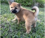 Small Photo #2 Shiba Inu Puppy For Sale in MERRITT IS, FL, USA