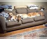 Small #3 Great Pyrenees Mix