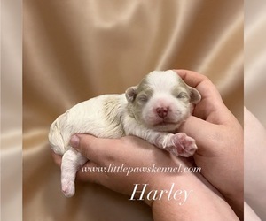 Maltipoo (Miniature) Puppy for sale in WINNSBORO, LA, USA