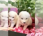 Small Photo #7 Samoyed Puppy For Sale in MONTE VISTA, CO, USA