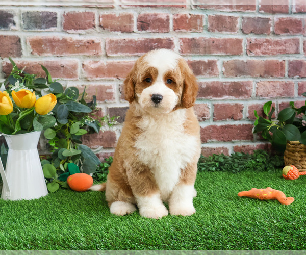 Medium Photo #3 Goldendoodle mix (+ Poodle Miniature) Puppy For Sale in SYRACUSE, IN, USA