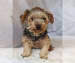 Small Photo #1 Yorkshire Terrier Puppy For Sale in HILLSBORO, TX, USA