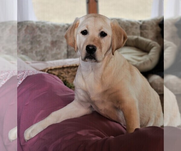 Medium Photo #2 Labrador Retriever Puppy For Sale in SYRACUSE, IN, USA