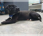 Small #5 Labrador Retriever Mix
