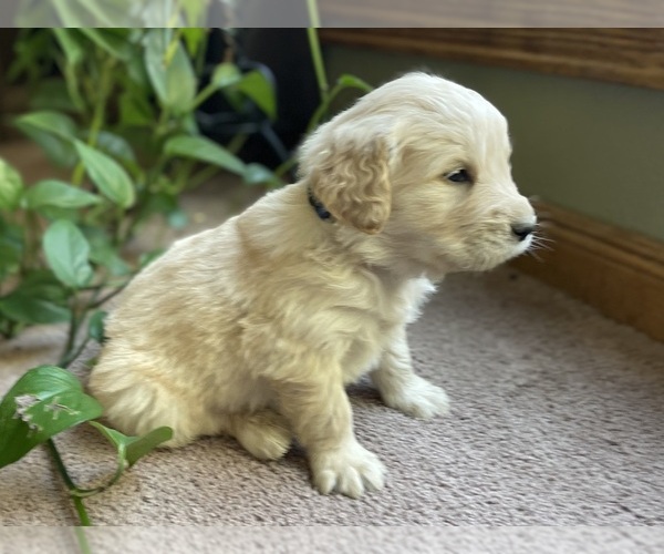 Medium Photo #3 Golden Retriever Puppy For Sale in FORDLAND, MO, USA