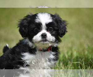 Auss-Tzu Puppy for sale in PALM COAST, FL, USA