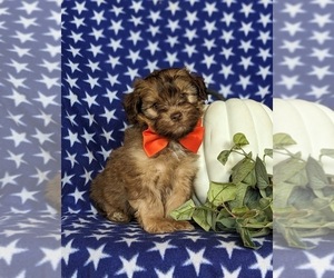 Poovanese Puppy for sale in ELKTON, MD, USA