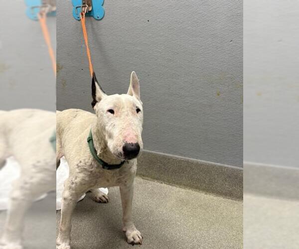 Medium Photo #1 Bull Terrier-Unknown Mix Puppy For Sale in Las Vegas, NV, USA