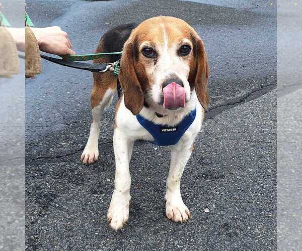 Medium Photo #4 Beagle Puppy For Sale in Silver Spring, MD, USA