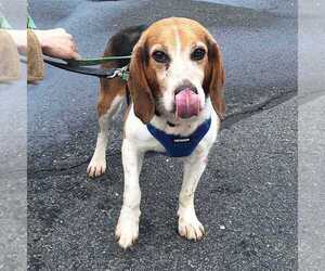 Arkansas - Male Beagle Dog for Adoption - Photo #4
