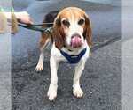 Small Photo #4 Beagle Puppy For Sale in Silver Spring, MD, USA