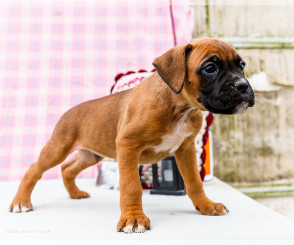 Medium Photo #5 Boxer Puppy For Sale in WAKARUSA, IN, USA