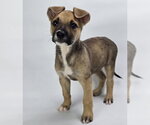 Small #1 Border Collie Mix