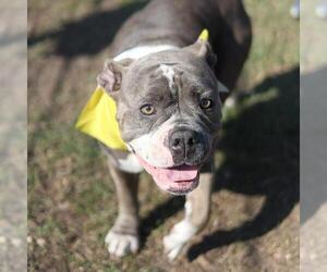 Bulldog-Unknown Mix Dogs for adoption in San Antonio, TX, USA