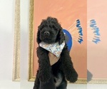 Small Photo #1 Goldendoodle Puppy For Sale in SAN FRANCISCO, CA, USA