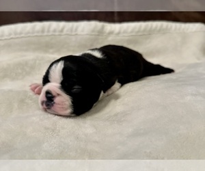 Boston Terrier Puppy for sale in WASHBURN, MO, USA
