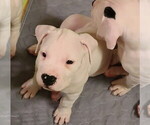 Small Photo #34 Dogo Argentino Puppy For Sale in MODESTO, CA, USA