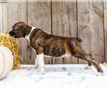 Small #6 Boxer
