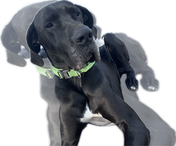Medium Photo #1 Great Dane Puppy For Sale in WILLIS, TX, USA