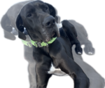Small Photo #1 Great Dane Puppy For Sale in WILLIS, TX, USA