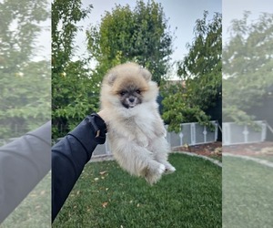 Pomeranian Puppy for sale in LATHROP, CA, USA