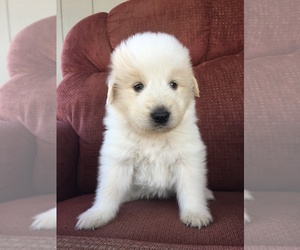 Anatolian Shepherd-Great Pyrenees Mix Puppy for sale in WILLIAMS, AZ, USA