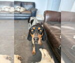 Small Bluetick Coonhound Mix