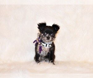Medium Chihuahua