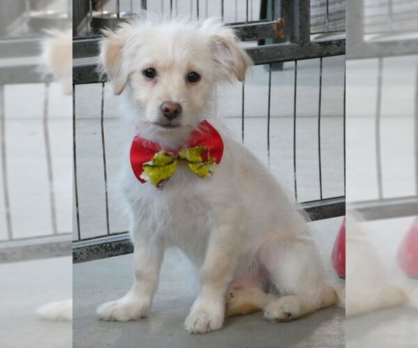 Medium Photo #5 Colonial Cocker Spaniel-Unknown Mix Puppy For Sale in Chino Hills, CA, USA