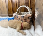 Small #21 Golden Retriever
