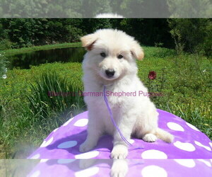 German Shepherd Dog Puppy for Sale in PIEDMONT, Missouri USA