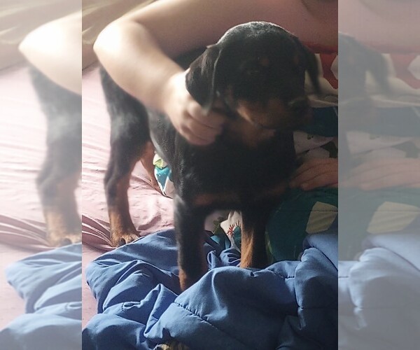Medium Photo #8 Rottweiler Puppy For Sale in NEW LONDON, MO, USA