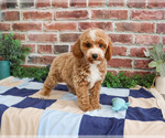 Small #9 Poodle (Miniature)