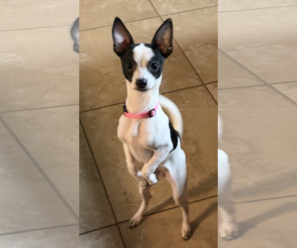 Medium Photo #5 Chihuahua-Unknown Mix Puppy For Sale in Valrico, FL, USA