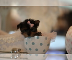Small #21 Yorkshire Terrier