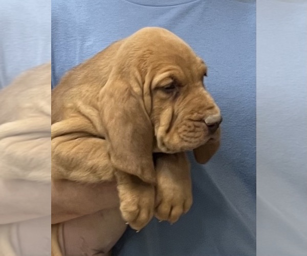 Medium Photo #13 Bloodhound Puppy For Sale in FORT MORGAN, CO, USA