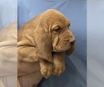 Red LM 6 - Male Bloodhound Puppy for Sale - Photo #13