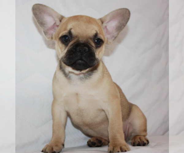 Medium Photo #4 French Bulldog Puppy For Sale in BROOKLYN, NY, USA
