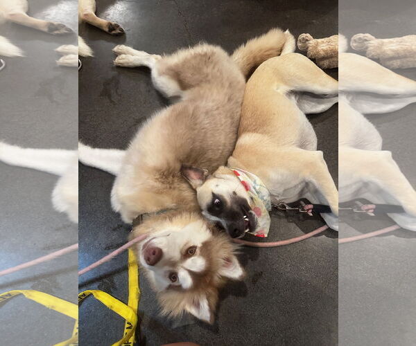 Medium Photo #12 Siberian Husky-Unknown Mix Puppy For Sale in Newport Beach, CA, USA