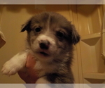 Small Photo #12 Australian Shepherd-Pembroke Welsh Corgi Mix Puppy For Sale in GALLEGOS, NM, USA