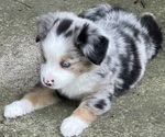 Puppy Fig Newton Miniature Australian Shepherd