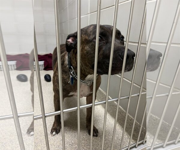 Medium Photo #1 American Pit Bull Terrier Puppy For Sale in Virginia Beach, VA, USA