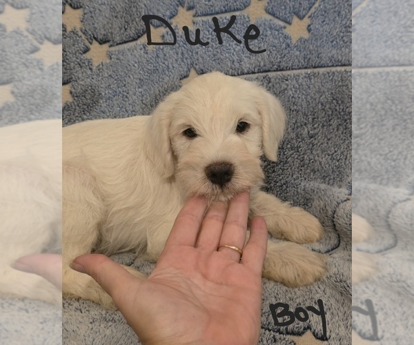 Medium Photo #26 Chizer Puppy For Sale in MONTEZUMA, GA, USA